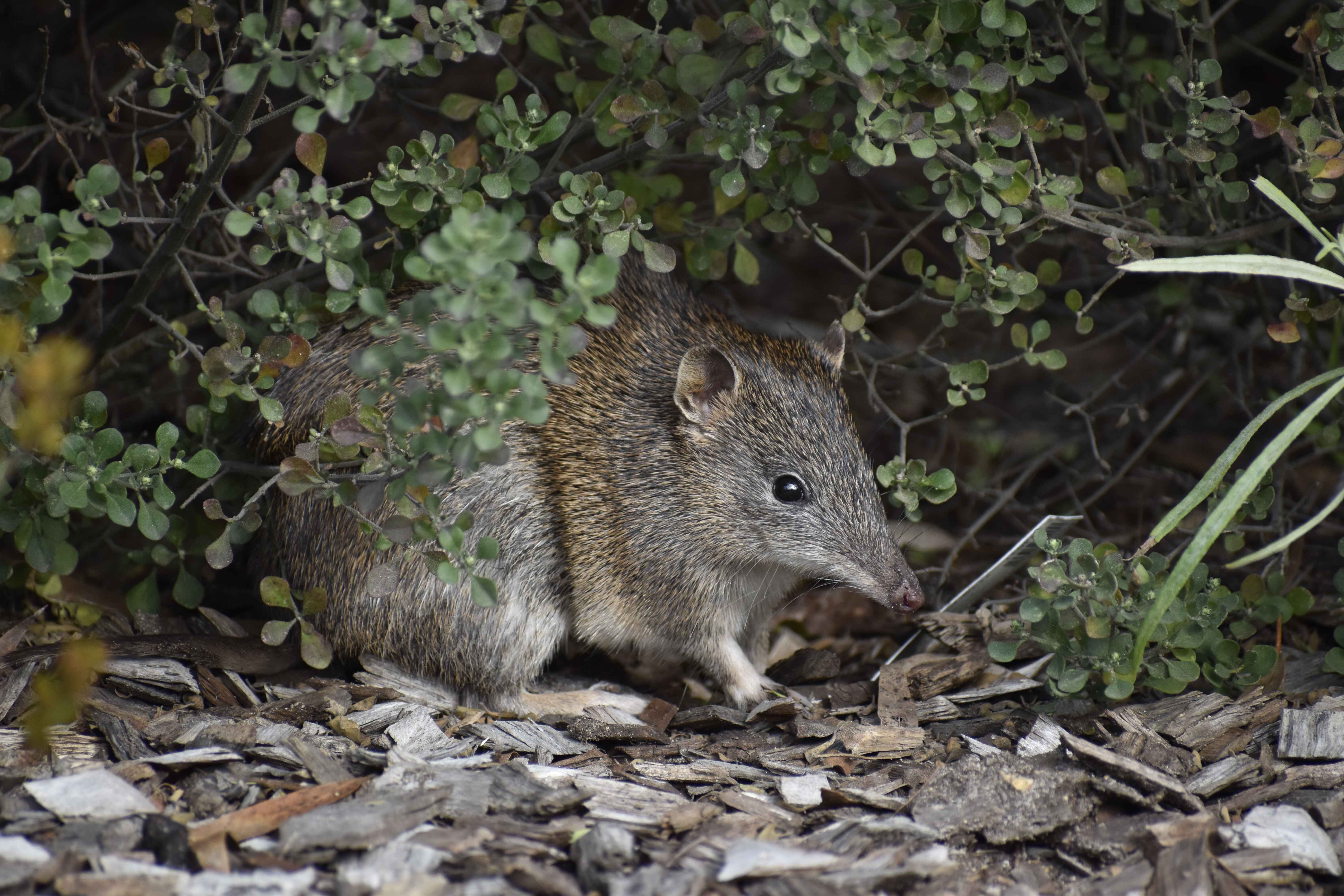 Gardens for wildlife & bandicoots