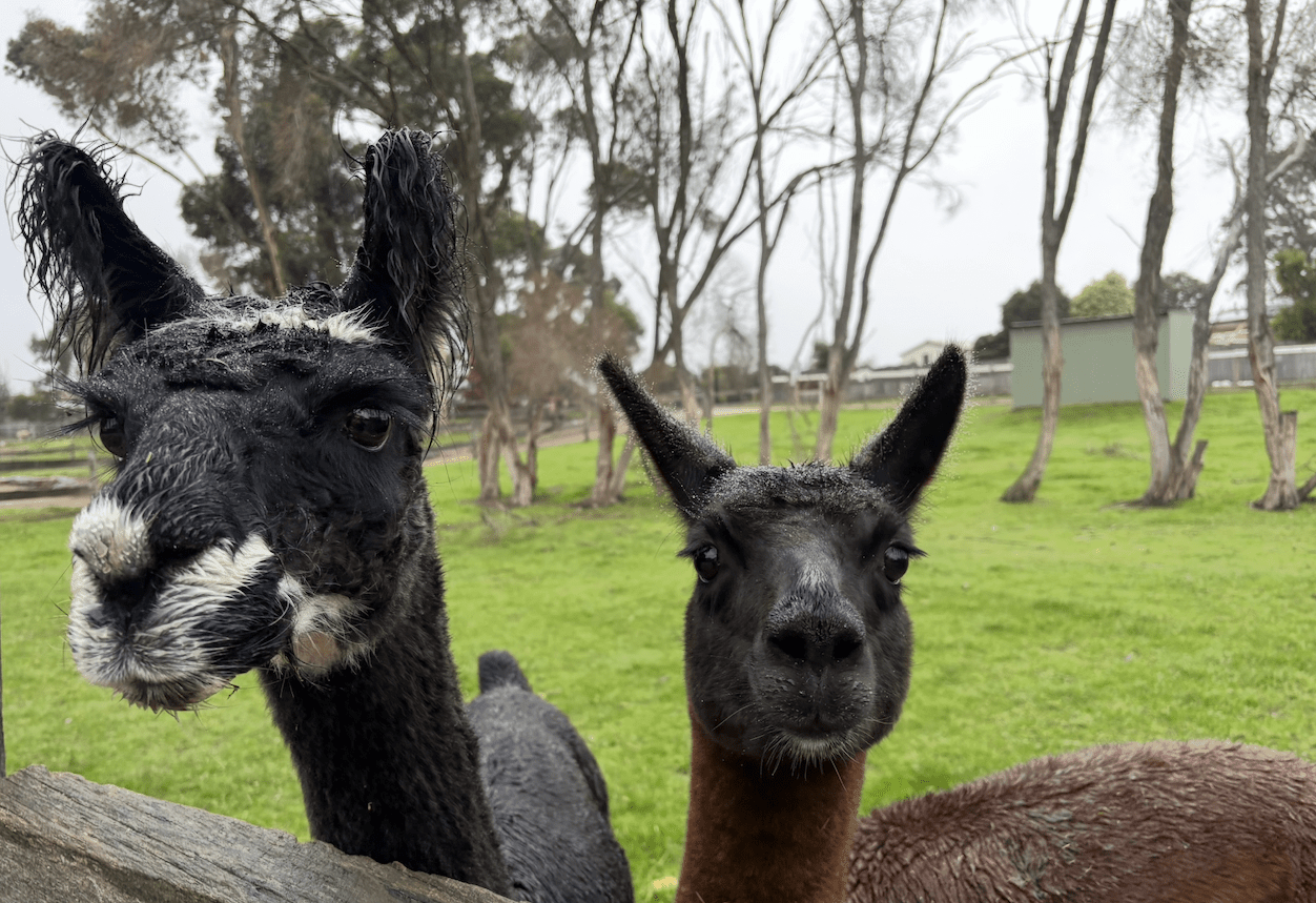 Lama