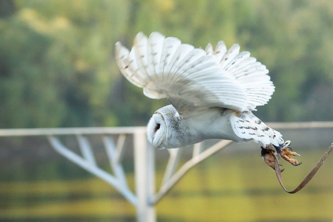 white owl flying