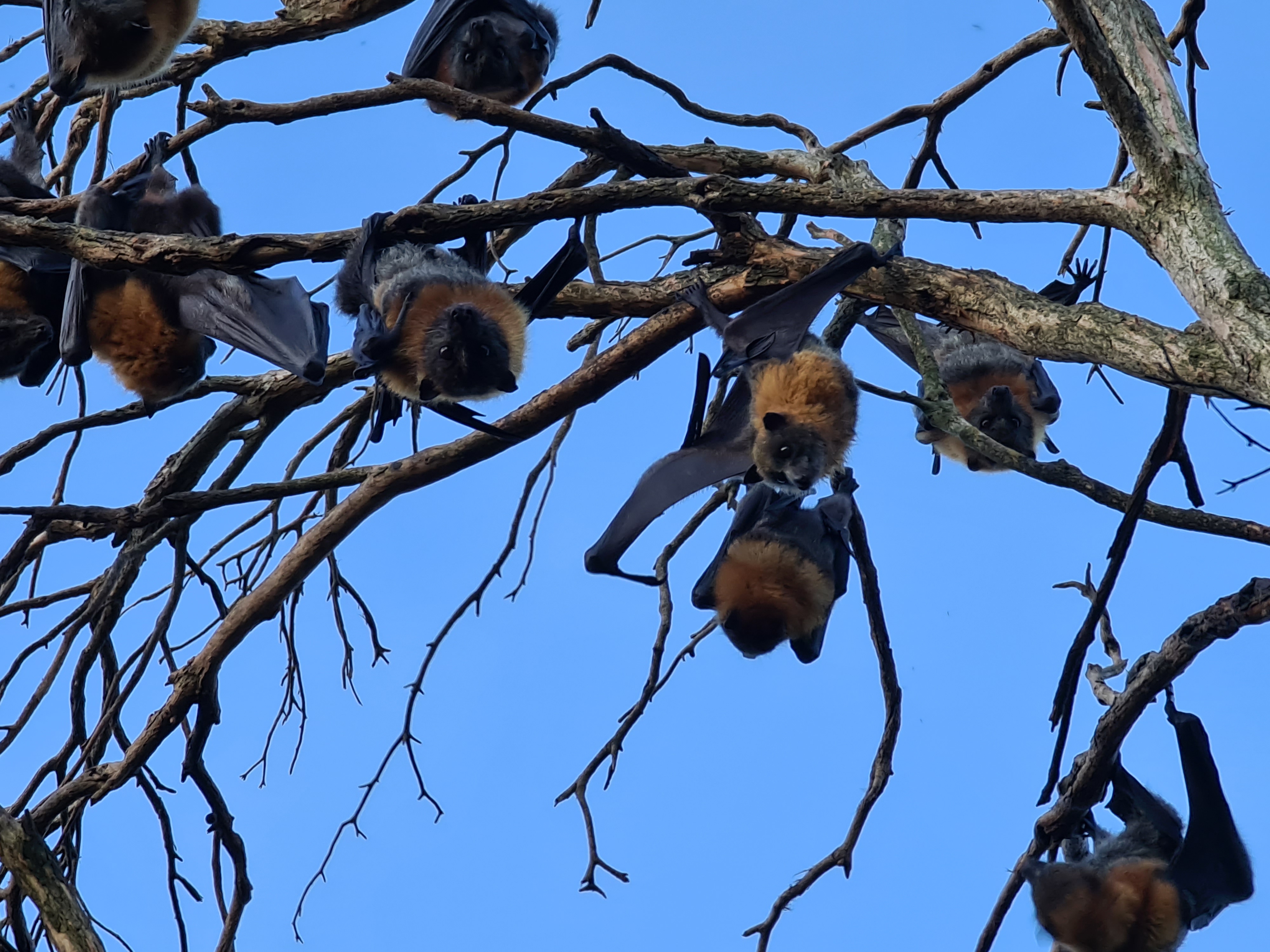 Colony of Grey-headed flying foxes hanging on tree