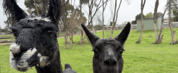 Lamas