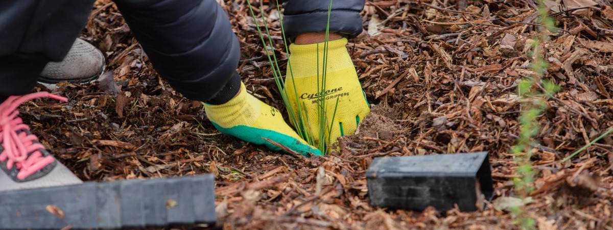 tree planting up close