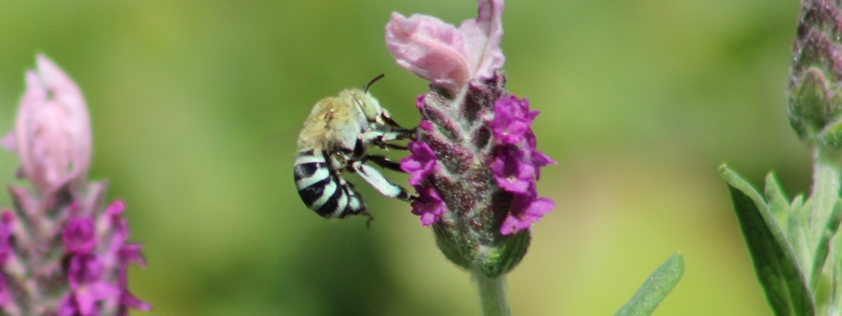 bee on lavender