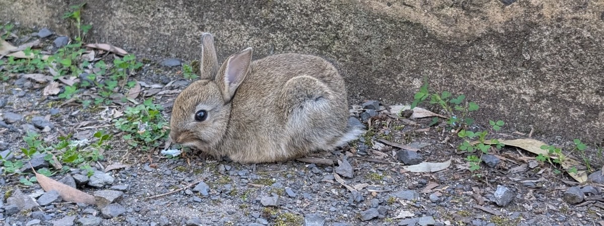 Pest rabbit