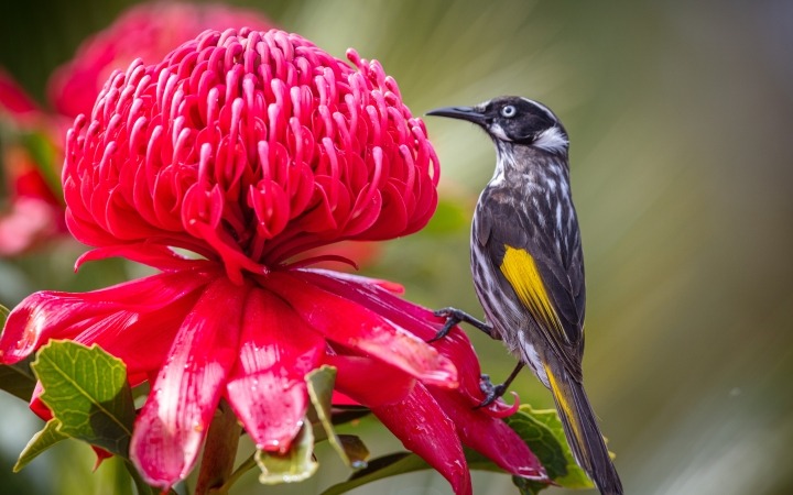 Birds in the Aust Garden RBGC