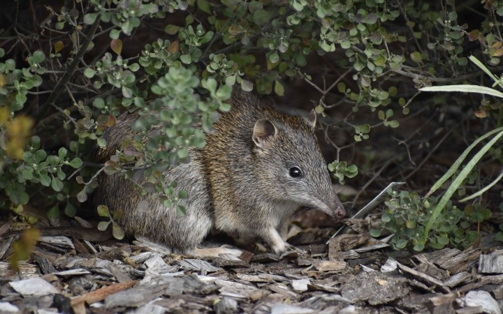 Gardens for wildlife & bandicoots