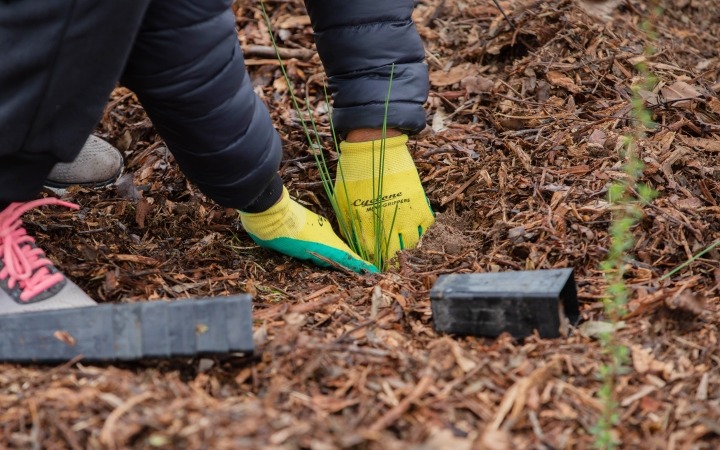 tree planting up close