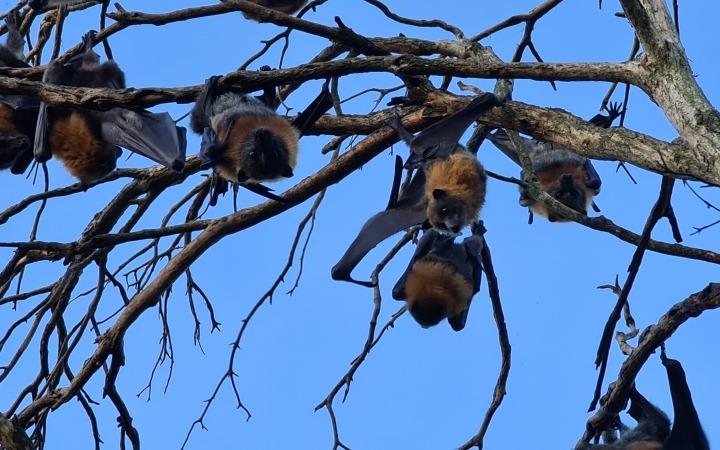 Colony of Grey-headed flying foxes hanging on tree
