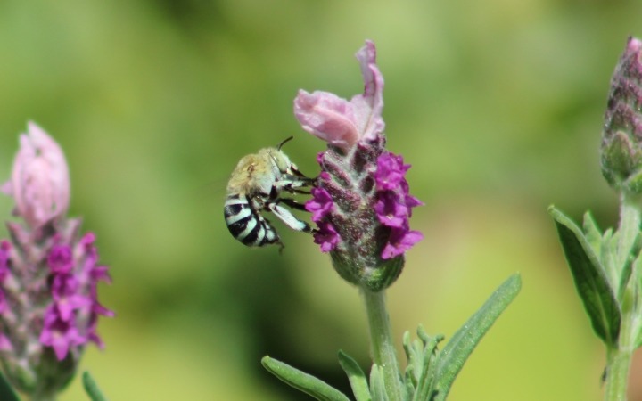 bee on lavender