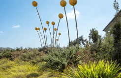 Billy Buttons by Matthew Harding