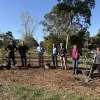 Princes Hwy Berwick tree replanting