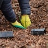tree planting up close