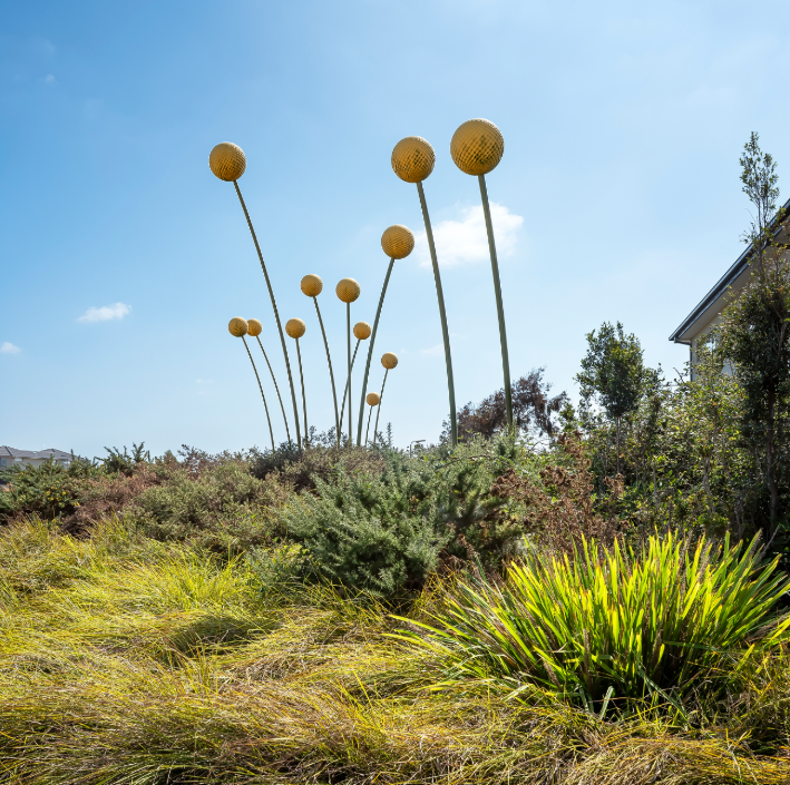 Billy Buttons by Matthew Harding