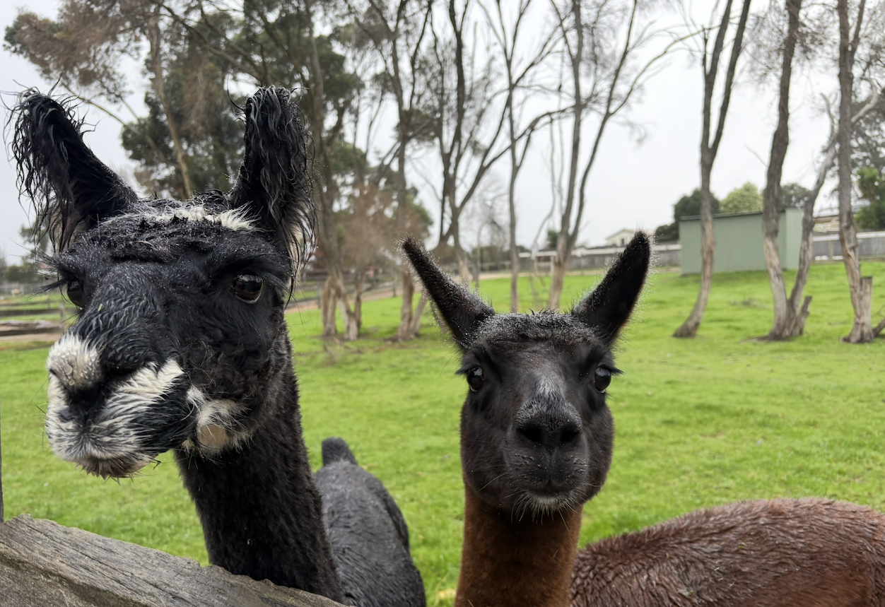 Lama